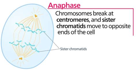 The 4 Mitosis Phases: Prophase, Metaphase, Anaphase, Telophase