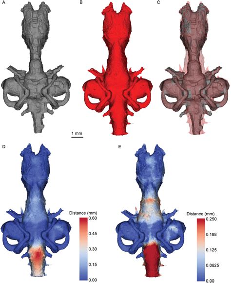 Brain-endocast spatial relationship in Neoceratodus, dorsal view. A ...