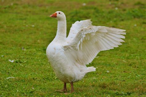 Free Images : nature, grass, wing, white, farm, prairie, animal, cute ...