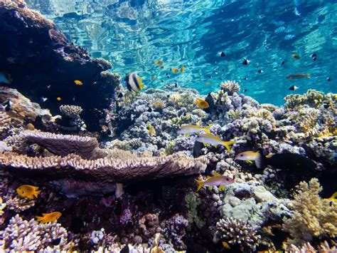 Coastal Light Pollution Tricks Coral Reefs, Affecting Reproductive Success