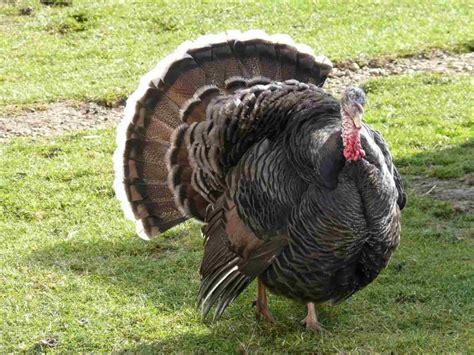 Backyard Turkey Farming In India, Breeds, and Feed | Agri Farming