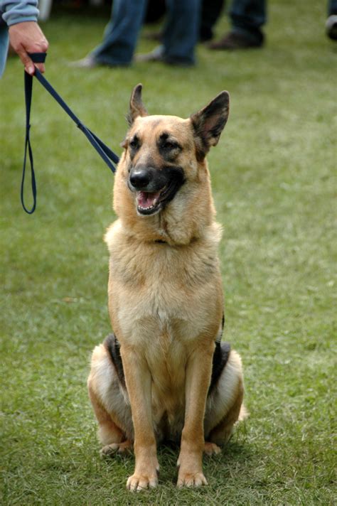 German Shepherd Training - The Everything Dog Site