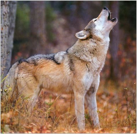 Imágenes de un lobo - Imagui