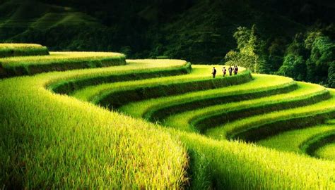 Terrace Paddy Field | Tạo cảnh quan, Du lịch, Phong cảnh