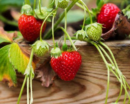 How to harvest strawberry seeds to get free plants | Gardeningetc