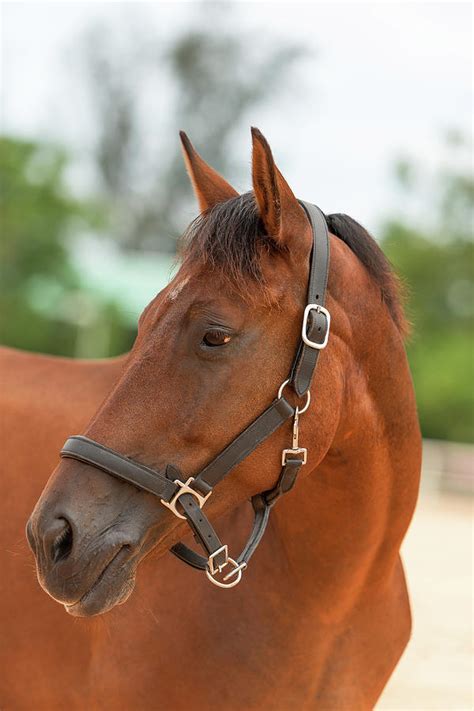 Brown Horse Photograph by Elena Riim - Fine Art America