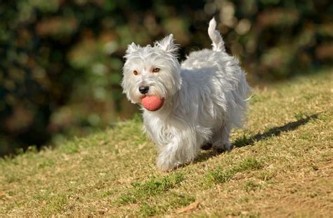 Westie Training - Your Overview Guide