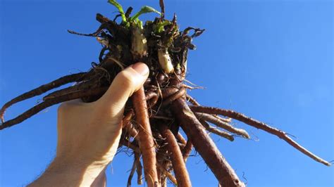 Comfrey Root Cuttings Bocking 14 – Naturally Grown | Peaceful Heritage ...