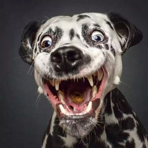 Hilarious Portraits of Dogs Catching Treats | Funny animal faces, Funny ...