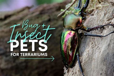 8 Exotic Insect & Bug Pets (Perfect for Terrariums)