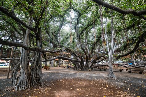 The Banyan Tree in Lahaina in Maui, Hawaii — Thomas Chen Photography