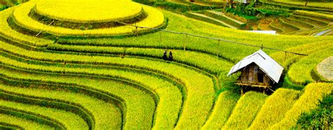 Where to find rice terraces in Vietnam | InsideAsia Blog