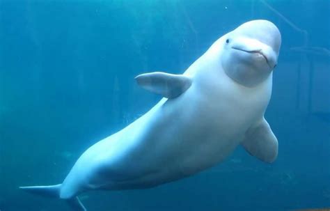 The Beluga Whale – Zoofari.ca