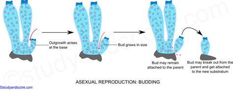 Sponges Reproduce Asexually By | Outstanding Trivia