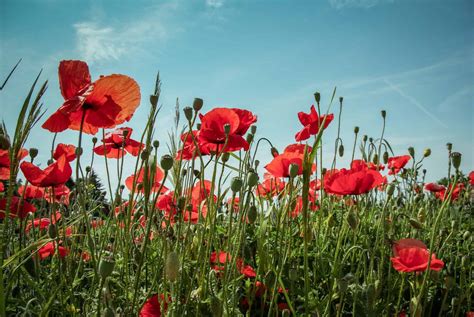 Flanders Field Poppies Project - A Meaningful Way to Remember