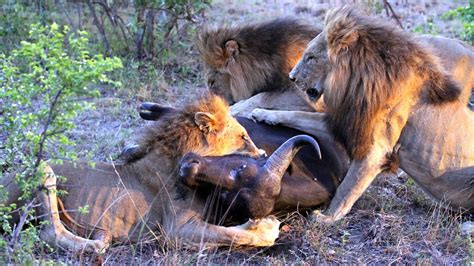 Male lions hunt and kill a buffalo (Majingilane males) - YouTube