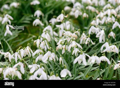 Snowdrops at Benington Lordship gardens Stock Photo - Alamy