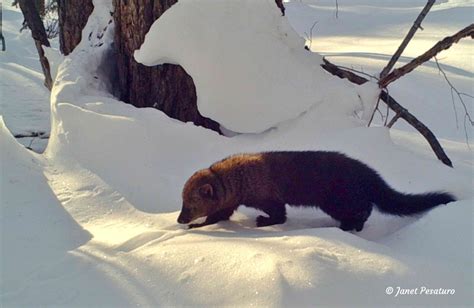 Fisher Tracks and Sign - Winterberry Wildlife