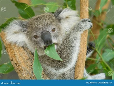 Koala Eating Eucalyptus Leaves Stock Photos - Image: 2798093