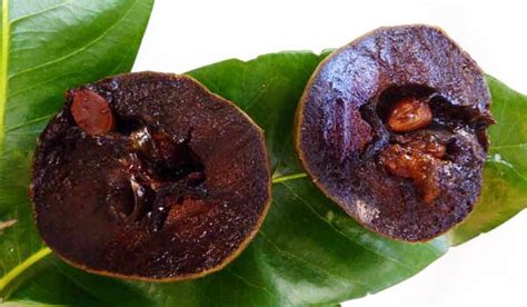 Black Sapote Tree