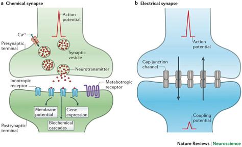 Note: Electrical Synapse Bidirectional ... | Sinapsis química, Libros ...