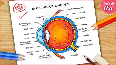 Human Eye Sketch Color