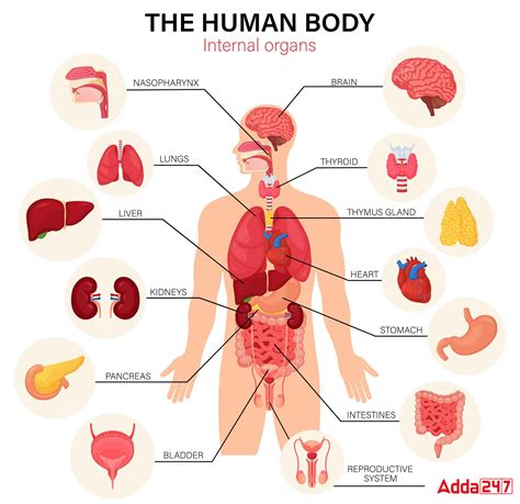 50 Body Parts Name in English with Pictures