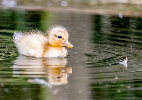 Cute Baby Duckling Framed Photo - Etsy | Cute baby animals, Cute ...