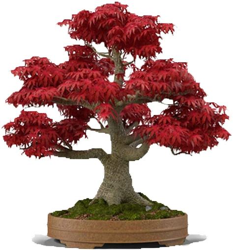 Buy Bonsai Tree Seeds, Japanese Red Maple | 20+ Seeds | Highly Prized ...