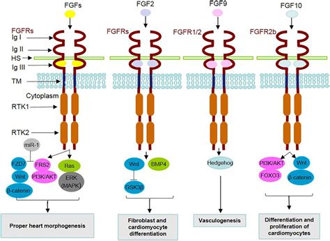 Fgf Mapk Pathway