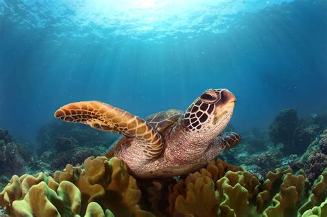 Turtle Hd, HD Animals, 4k Wallpapers, Images, Backgrounds, Photos and ...