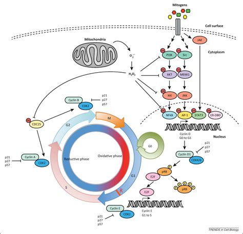 Redox control of cell proliferation: Trends in Cell Biology