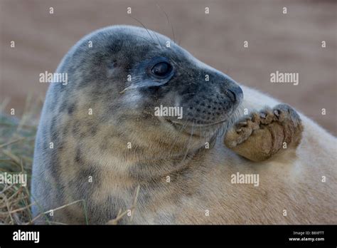 Grey Seal (Halichoerus grypus) Pup portrait - UK Stock Photo - Alamy