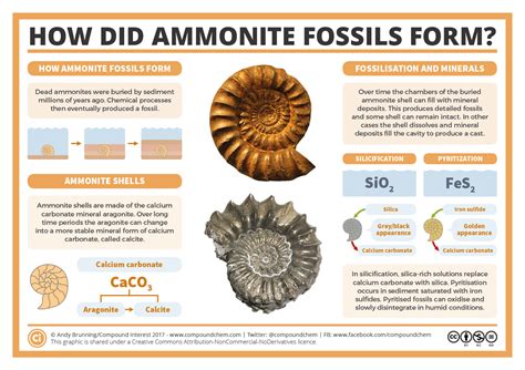 How did ammonite fossils form? | Compound Interest | Ammonite, Fossils ...