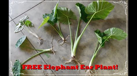 FREE Elephant Ear Plant Good Friend - YouTube