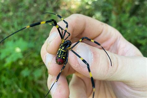 Joro spiders: Infesting Georgia, could they thrive in Chicago ...