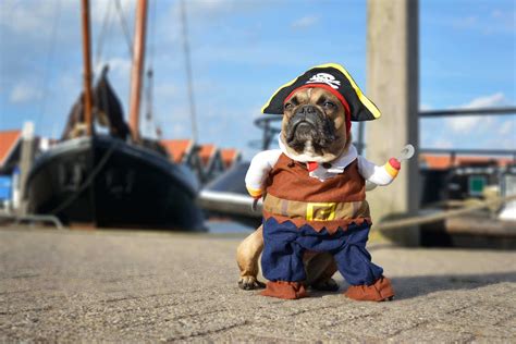 20 Funny, Creative, & Outrageous Pet Costumes