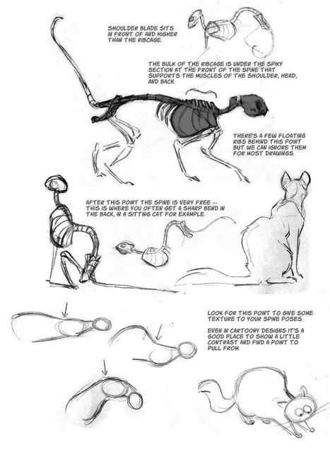 How To Draw Cat Anatomy? - Keen Whiskers