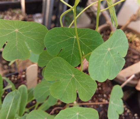 Mashua, a rare Andean perennial vegetable