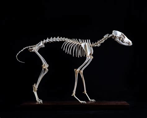 Jackal Skeletal articulation Taxidermy - Splitting Image Taxidermy