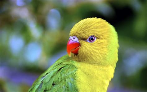 Depth of field photography of short red beak yellow and green bird HD ...