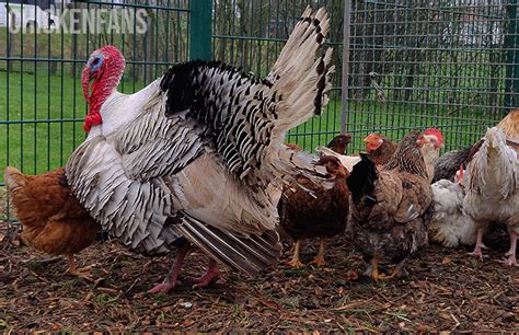 Can Chickens And Turkeys Live Together? | Chicken Fans