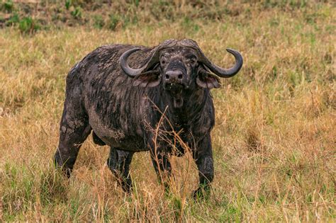 Herd of Black Water Buffaloes · Free Stock Photo