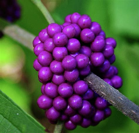 Purple Berries Photograph by Teresa Barley - Fine Art America