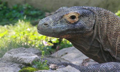 Komodo Dragon one of 2 Venomous Lizards photo @ Memphis Zoo | Memphis ...