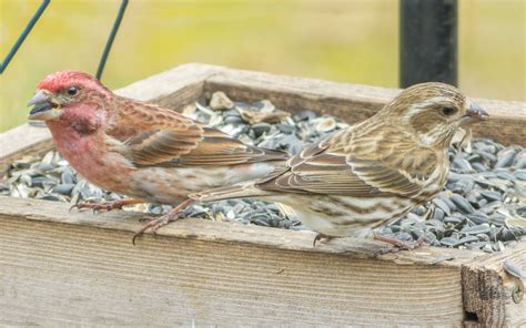 Male and female Purple Finch - FeederWatch