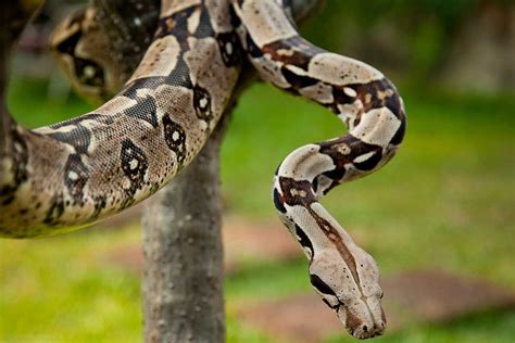 serpiente-boa-constrictor – Fundación Museo Bolivariano Quinta de San ...