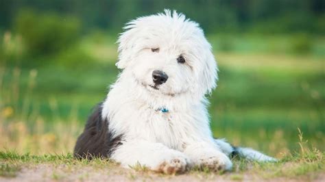 Old English Sheepdog - Price, Temperament, Life span