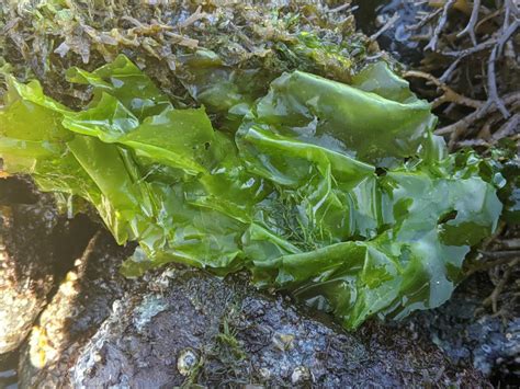 Sea Lettuce | California Sea Grant