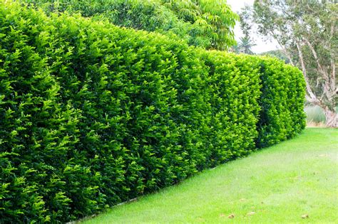 What is the best hedging plant | Branching Out Landscape & Design